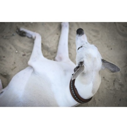Penelope Point Sellier Hundhalsband Brunt 60cm
