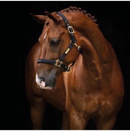 Hansbo Sport Grimma Equestrian Life Svart